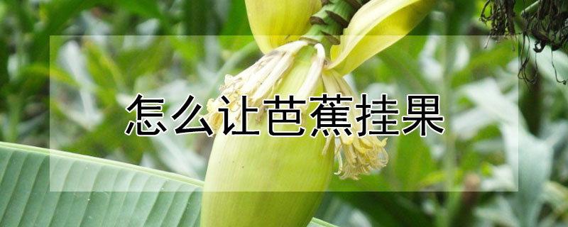 怎么让芭蕉挂果