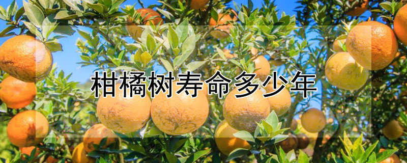 柑橘树药有毒吗