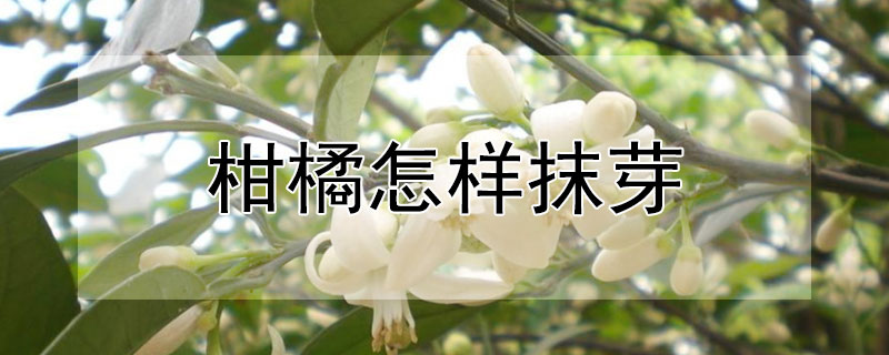 柑橘怎样抹芽