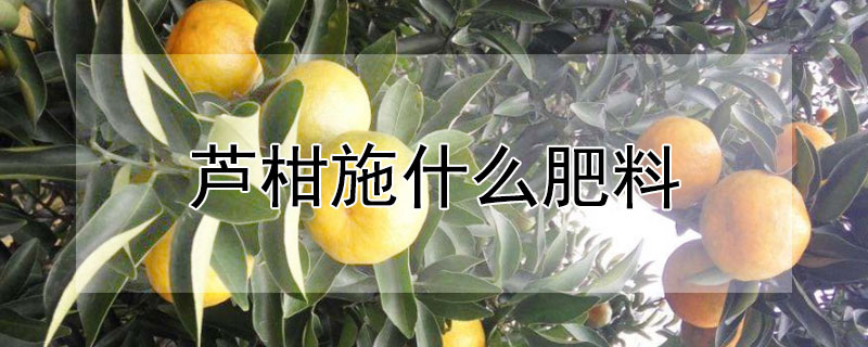 芦柑施什么肥料