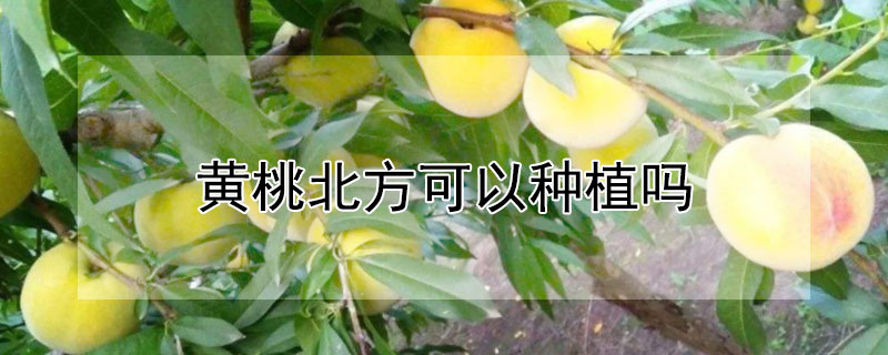 黄桃北方可以种植吗