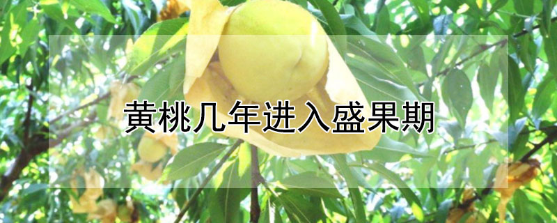 黄桃几年进入盛果期