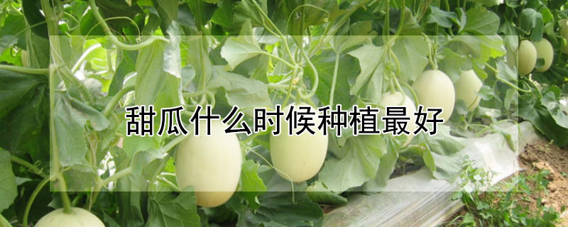 甜瓜什么时候种植最好