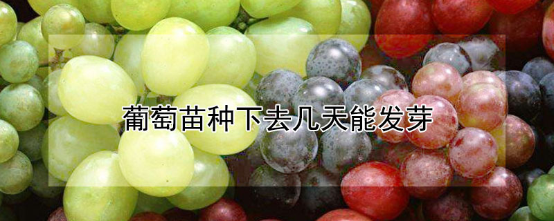 葡萄树苗批发价格
