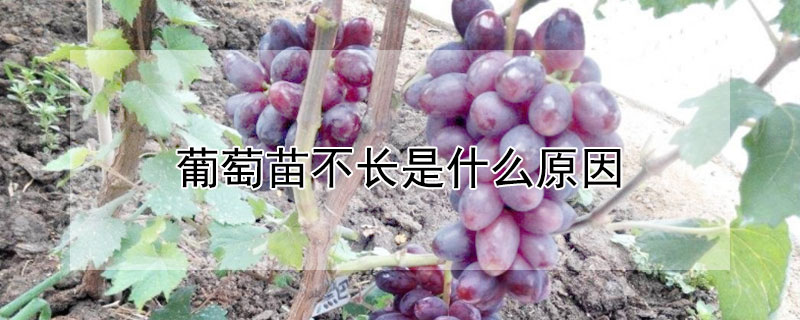 葡萄苗不长是什么原因