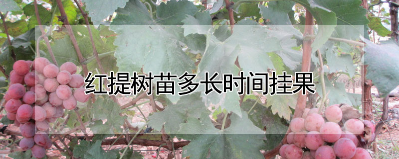 红提树苗多长时间挂果