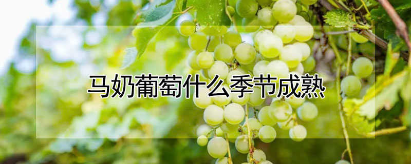 马奶葡萄什么季节成熟