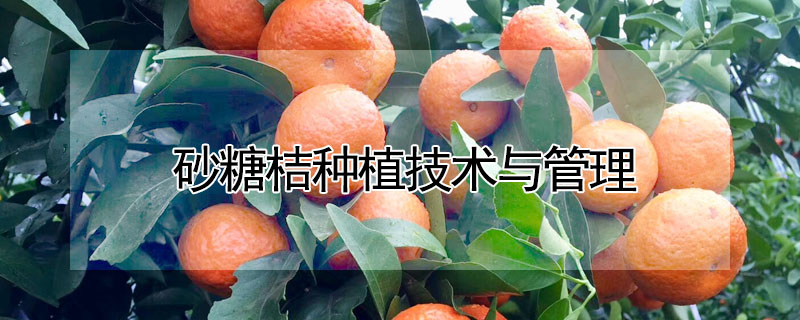 砂糖桔种植技术与管理