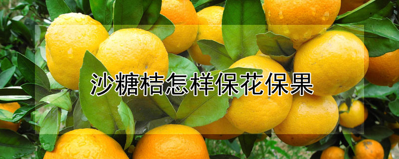 沙糖桔怎样保花保果