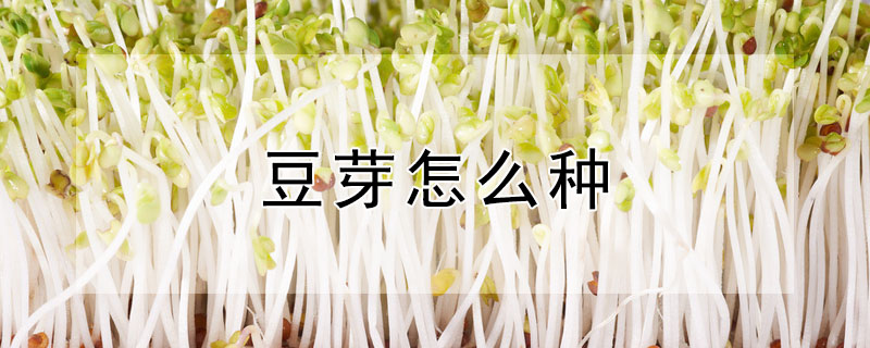 豆芽怎么种