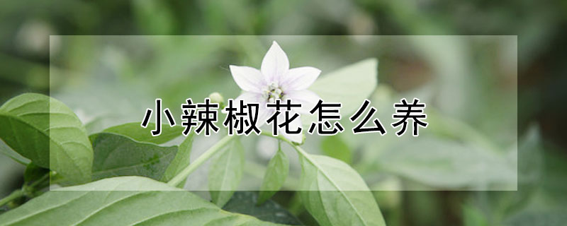 小辣椒花怎么养