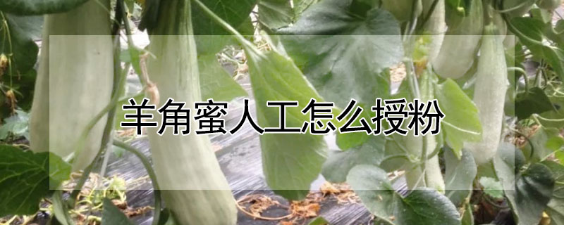 羊角蜜人工怎么授粉