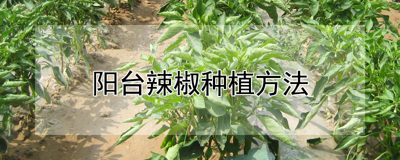 阳台辣椒种植方法