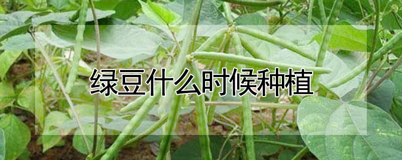 绿豆什么时候种植