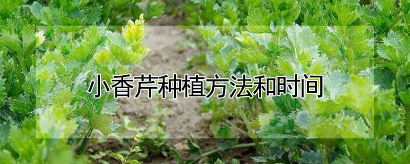 小香芹种植方法和时间