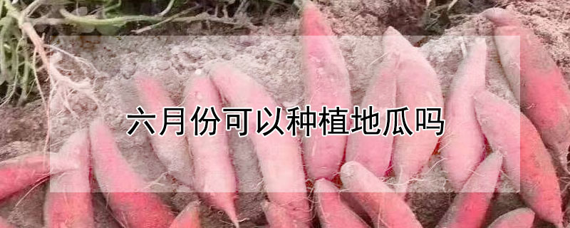 六月份可以种植地瓜吗