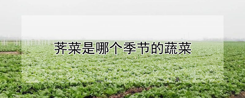 荠菜是哪个季节的蔬菜