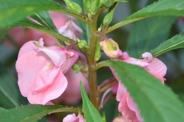 凤仙花种植方法