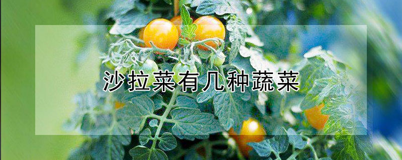 沙拉菜有几种蔬菜