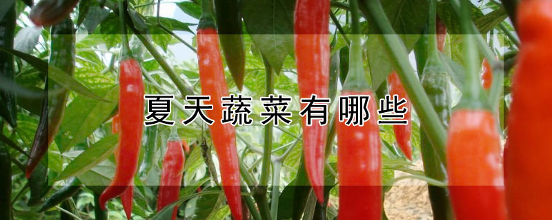 夏天蔬菜有哪些