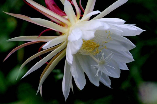昙花什么时候开花