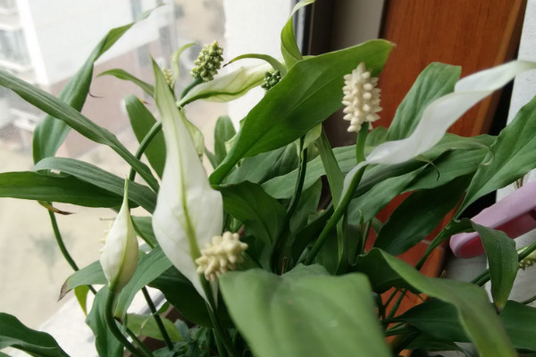 白掌叶子下垂怎么办，减少光照和过湿积水
