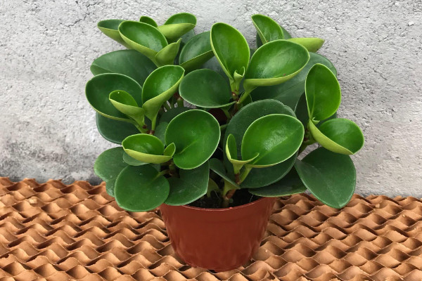 豆瓣绿的养殖方法和注意事项,莫忘生长期修剪摘心