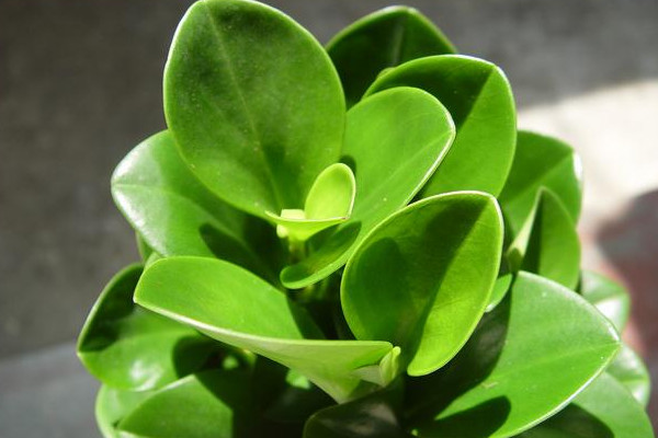 豆瓣绿的养殖方法和注意事项,莫忘生长期修剪摘心