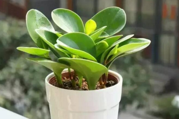 豆瓣绿的养殖方法和注意事项,莫忘生长期修剪摘心