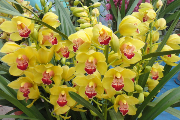 惠兰花怎么养,控制在15~25℃温暖环境中生长