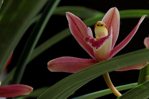 惠兰花怎么养,控制在15~25℃温暖环境中生长