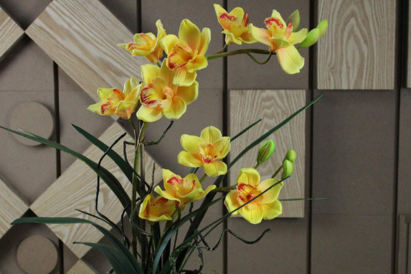 惠兰花怎么养,控制在15~25℃温暖环境中生长