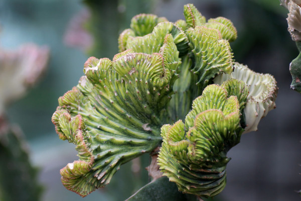 最经典的多肉品种是什么,仙人掌科最为常见