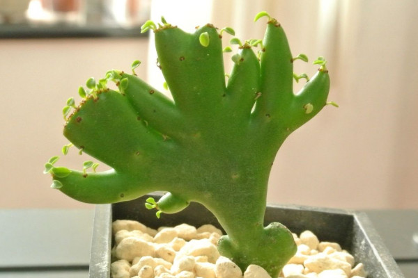 最经典的多肉品种是什么,仙人掌科最为常见