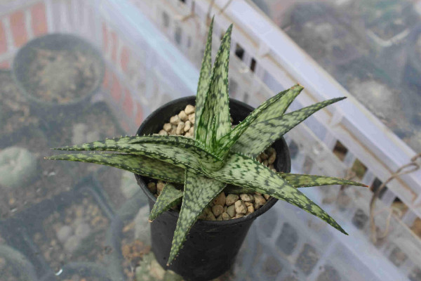 最经典的多肉品种是什么,仙人掌科最为常见