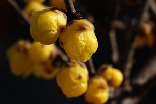 腊梅花可以放卧室吗,可放在卧室通风阳台处