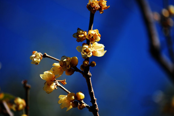 腊梅花可以放卧室吗,可放在卧室通风阳台处