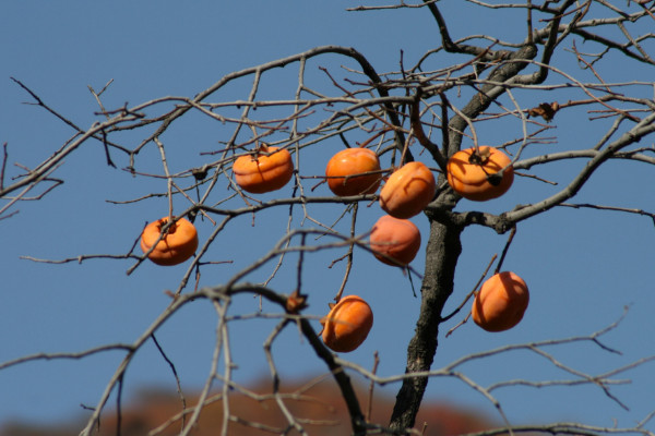 柿子树嫁接绝招,嫁接时间/砧木/接穗的选择非常重要