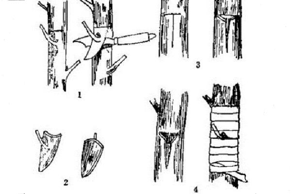 柿子树嫁接绝招,嫁接时间/砧木/接穗的选择非常重要