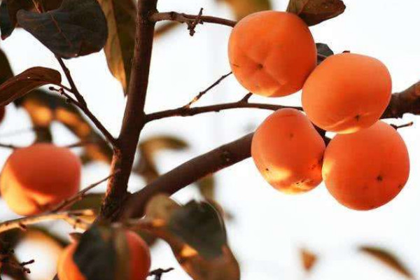 柿子树嫁接绝招,嫁接时间/砧木/接穗的选择非常重要