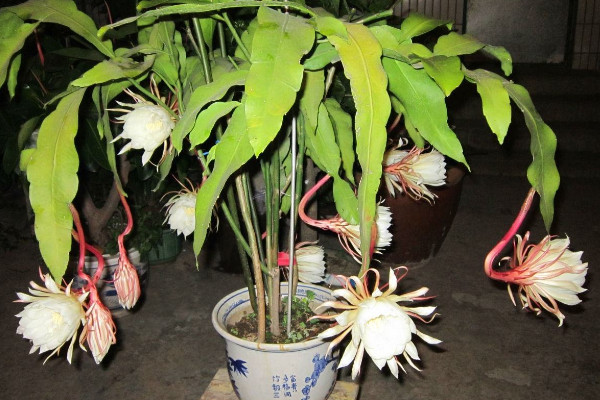 家里养昙花吉利吗，放在朝南的阳台上寓意好