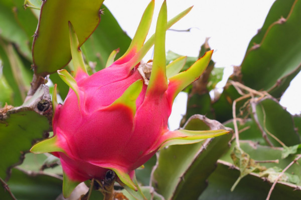 火龙果家庭种植方法,种子的收集处理是关键