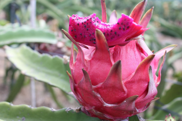 火龙果家庭种植方法,种子的收集处理是关键