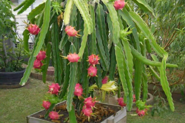 火龙果家庭种植方法,种子的收集处理是关键