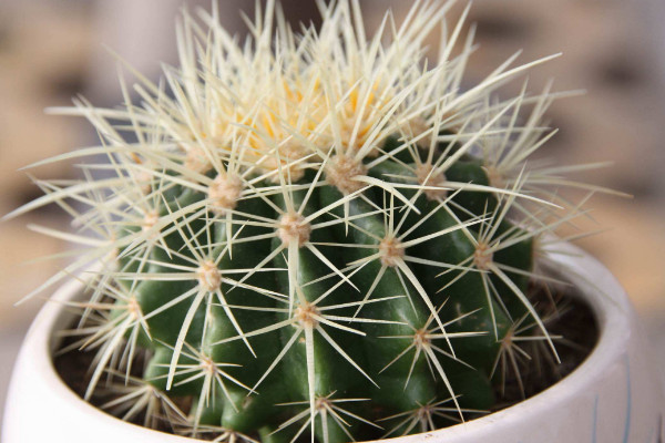 办公室放什么植物好,中小型绿色盆栽最合适