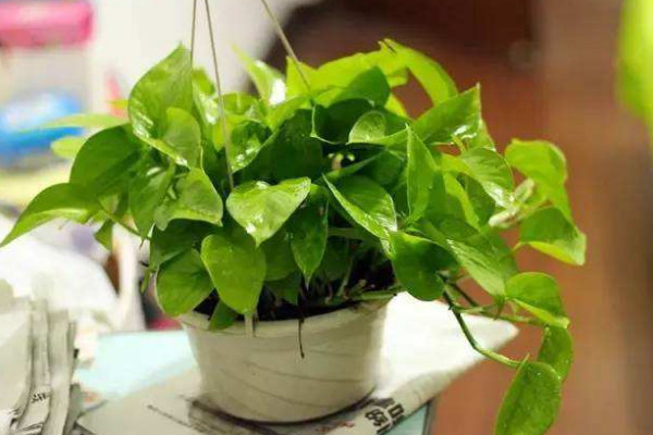 办公室放什么植物好,中小型绿色盆栽最合适