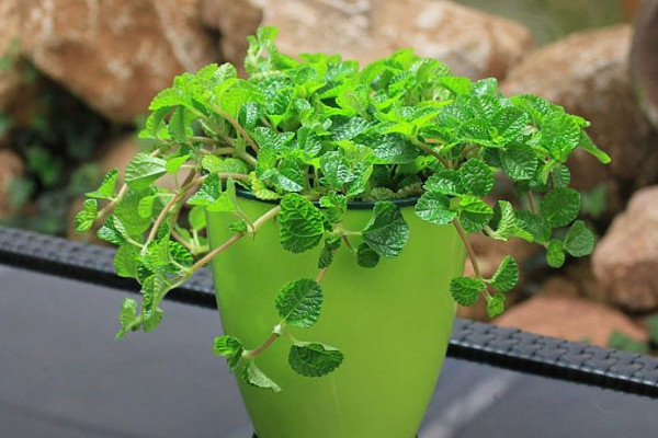 吸毒草叶子变黑干枯的原因,室内毒素过高/温度过低