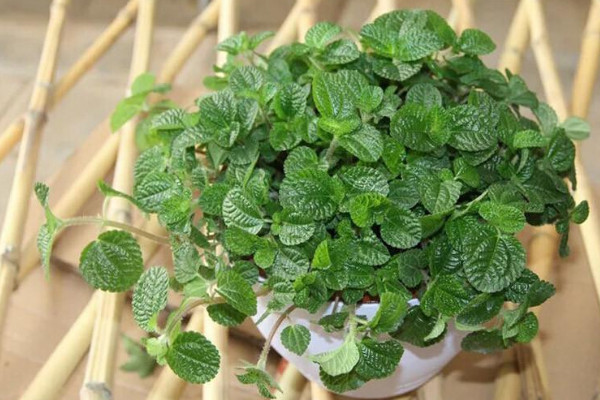 吸毒草叶子变黑干枯的原因,室内毒素过高/温度过低