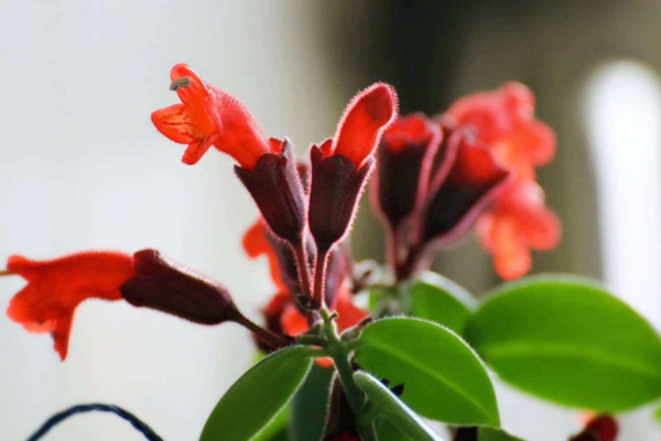 口红吊兰一年开几次花,从11月开到第二年6月(只开一次)