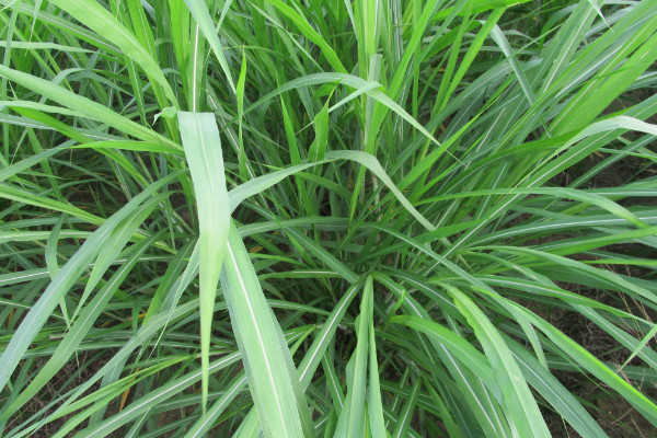 黑麦草什么时候播种，春季2~4月或秋季9~11月